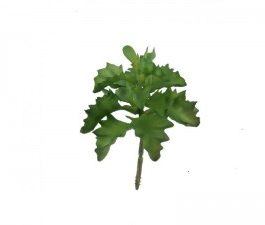 Planta artificial Crasalucea